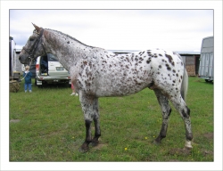 appaloosa horses for sale near me